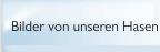Bilder von unseren Hasen